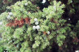 Image of Syrian juniper