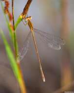 Image of Dusky Spreadwing