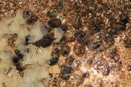 Image of barnacle-eating onchidoris