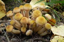 Слика од Armillaria borealis Marxm. & Korhonen 1982