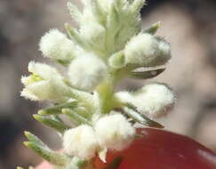 Image of Phylica axillaris var. pulchra Pillans