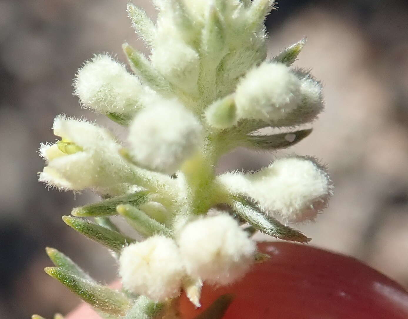 Image of Phylica axillaris var. pulchra Pillans