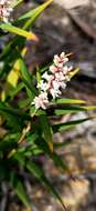 Image of Leucopogon australis R. Br.