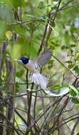 Image of Asian Paradise-Flycatcher