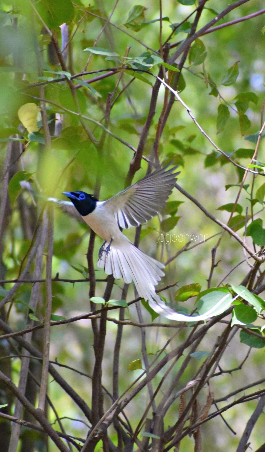 Image of Asian Paradise-Flycatcher