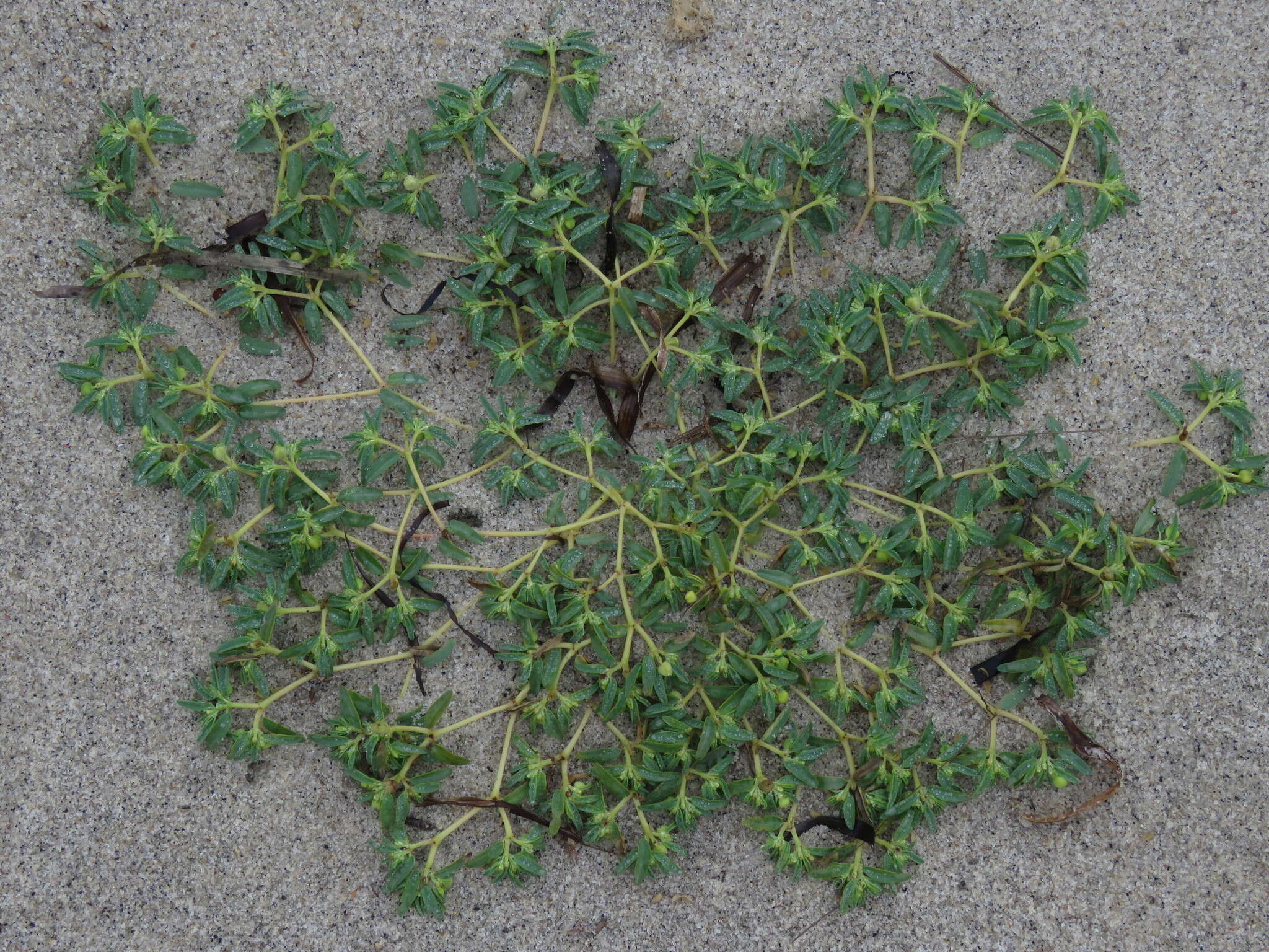 صورة Euphorbia polygonifolia L.