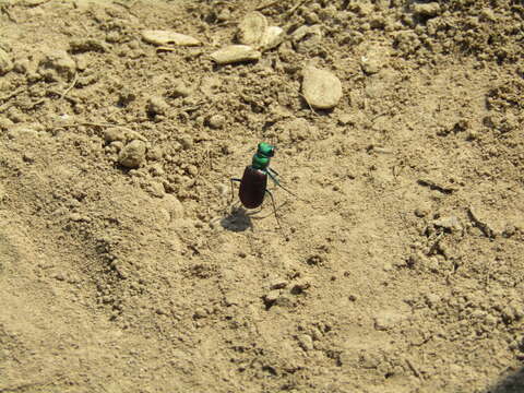 Imagem de Cicindela (Cicindela) splendida Hentz 1830