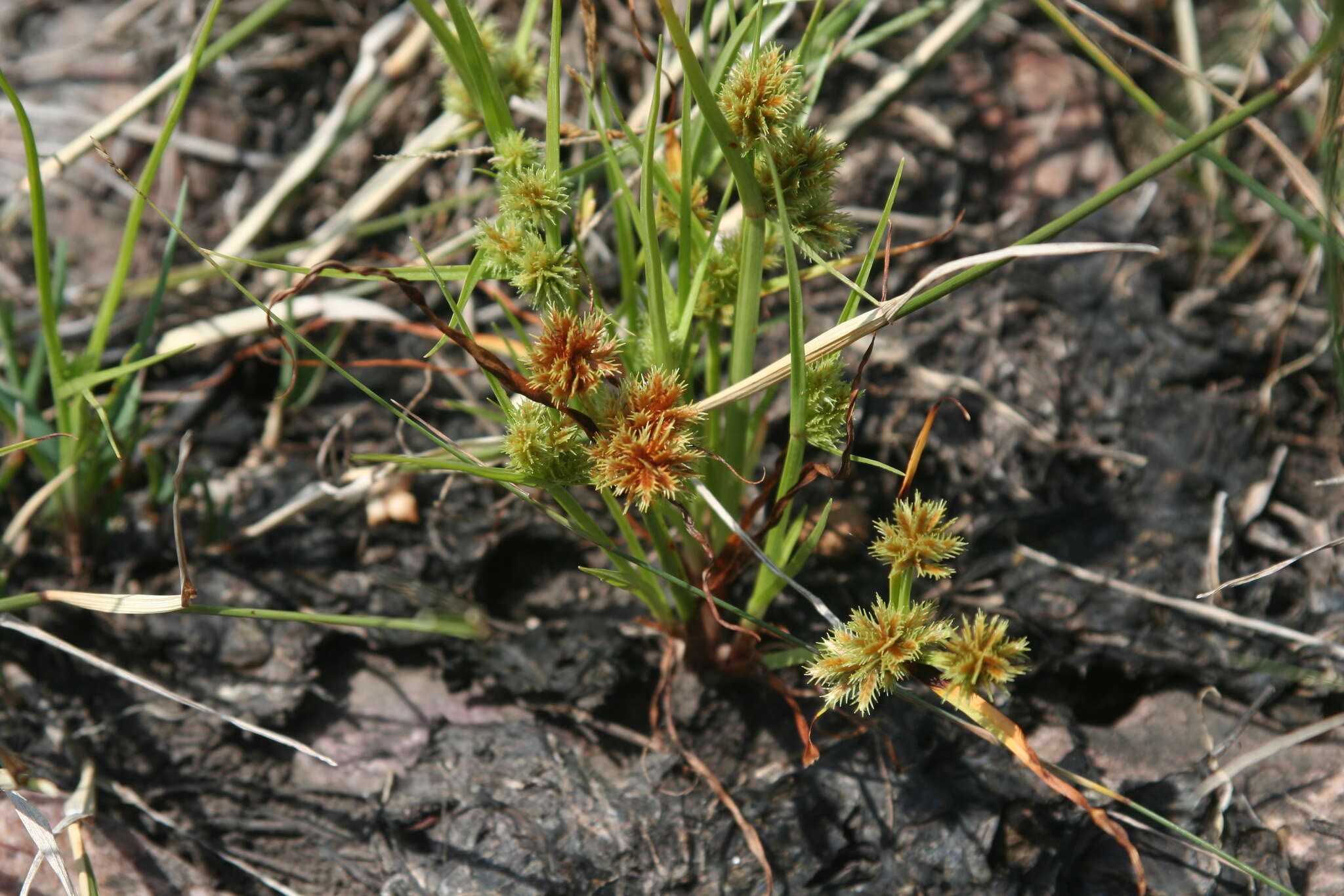 Image of bearded flatsedge