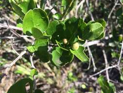 Image de Scutia myrtina (Burm. fil.) Kurz