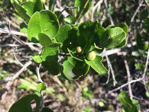 Plancia ëd Scutia myrtina (Burm. fil.) Kurz