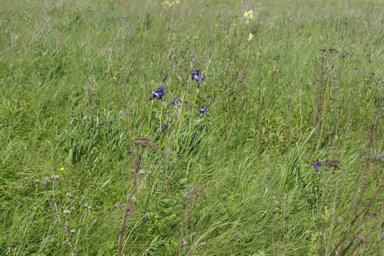 Image of German Iris