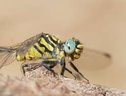 Image of Austrogomphus australis Selys 1854