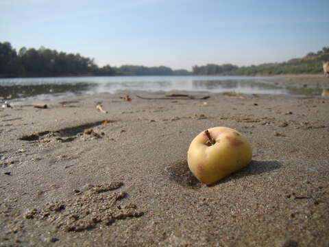 Plancia ëd Malus sylvestris subsp. orientalis (Uglitzk.) Browicz