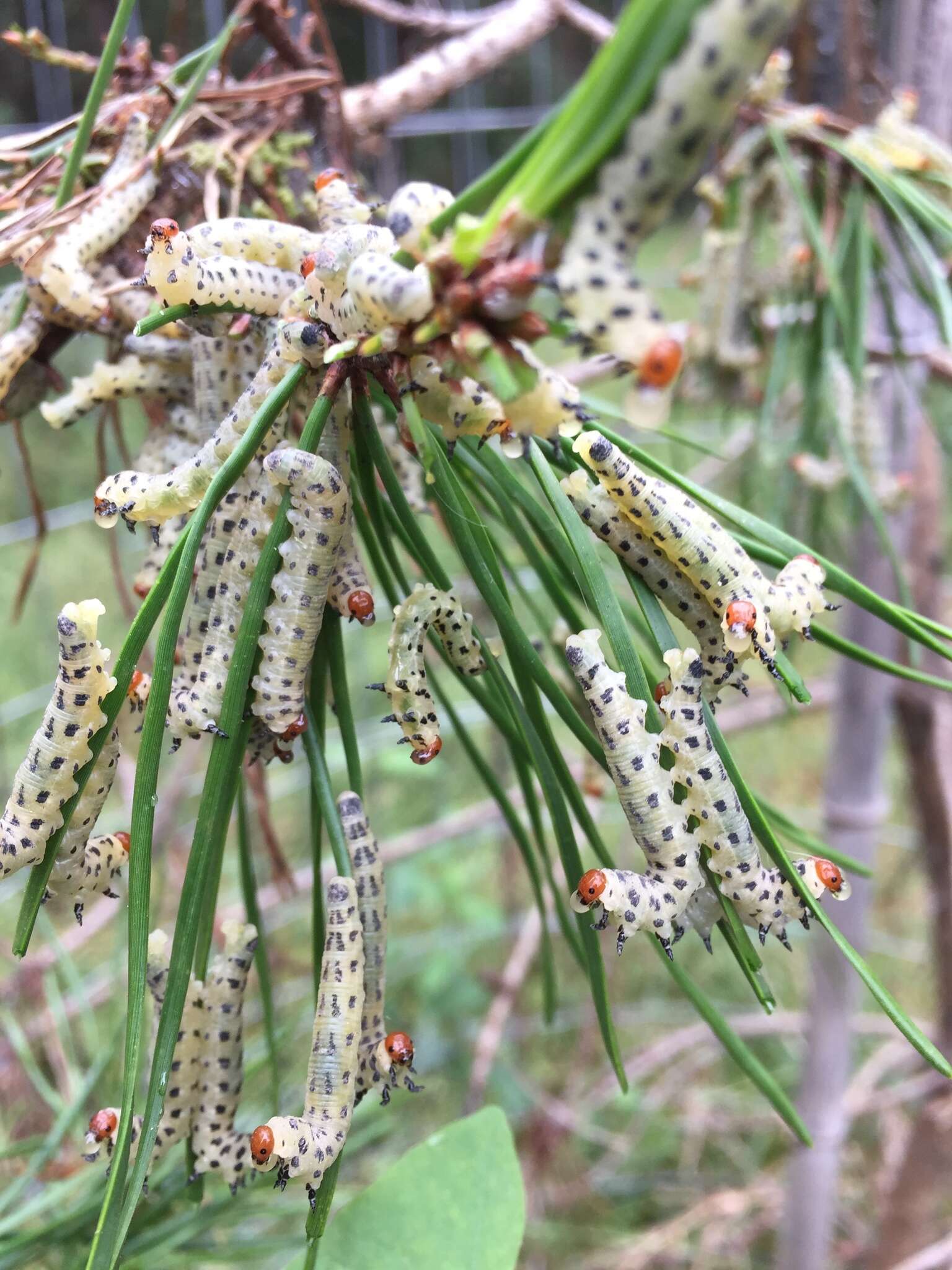 Image of Red-headed Pine Sawfly