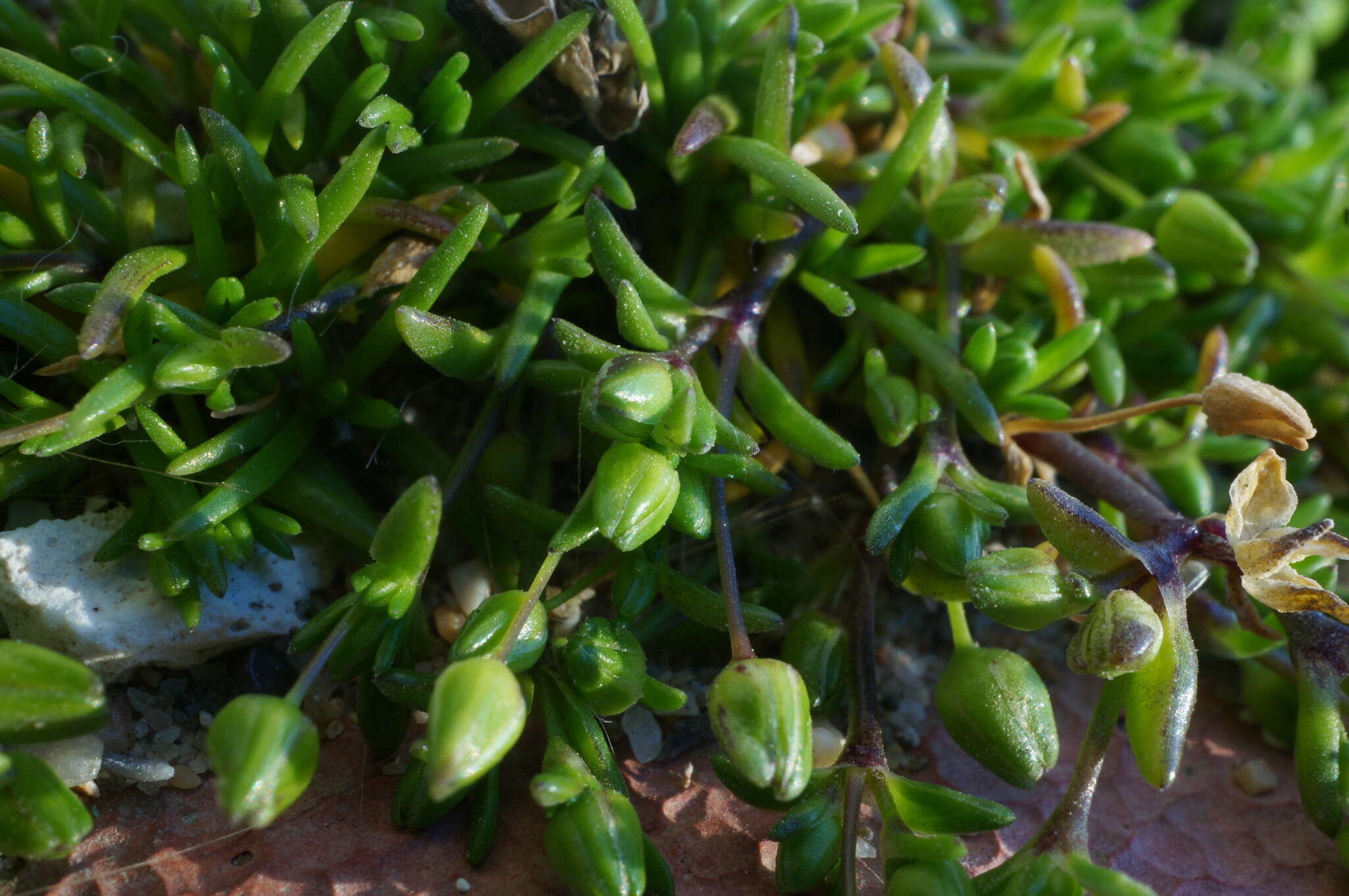 Image of sea pearlwort