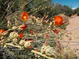 Image of Emory's globemallow