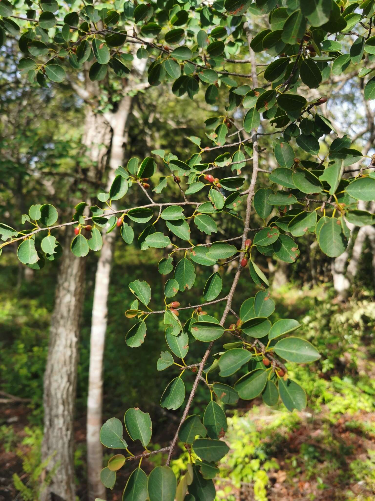 Image of Erythroxylum guatemalense Lundell