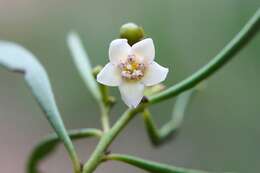 Image de Eremophila deserti (Cunn. ex Benth.) R. J. Chinnock