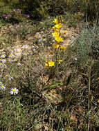 Image of Tritonia chrysantha Fourc.