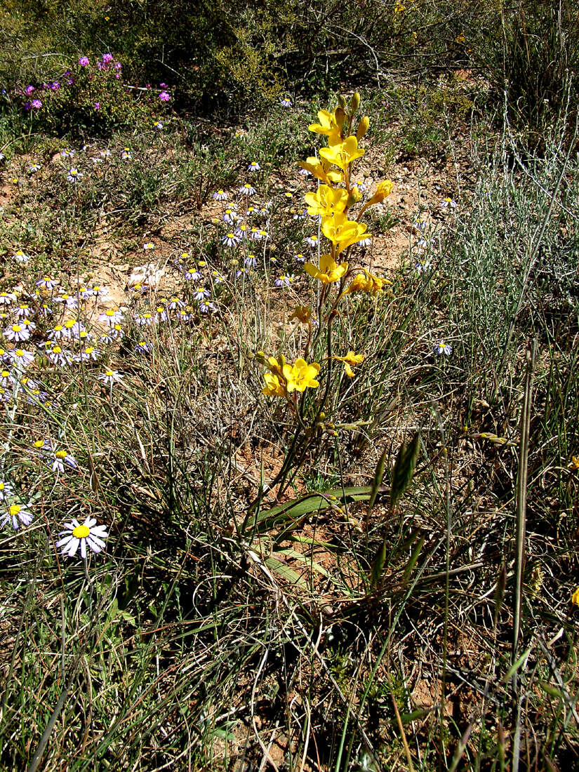 Image of Tritonia chrysantha Fourc.