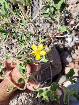 Image of Mentzelia parvifolia Urban & Gilg ex F. Kurtz