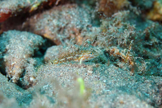 Image of Pallid Goby