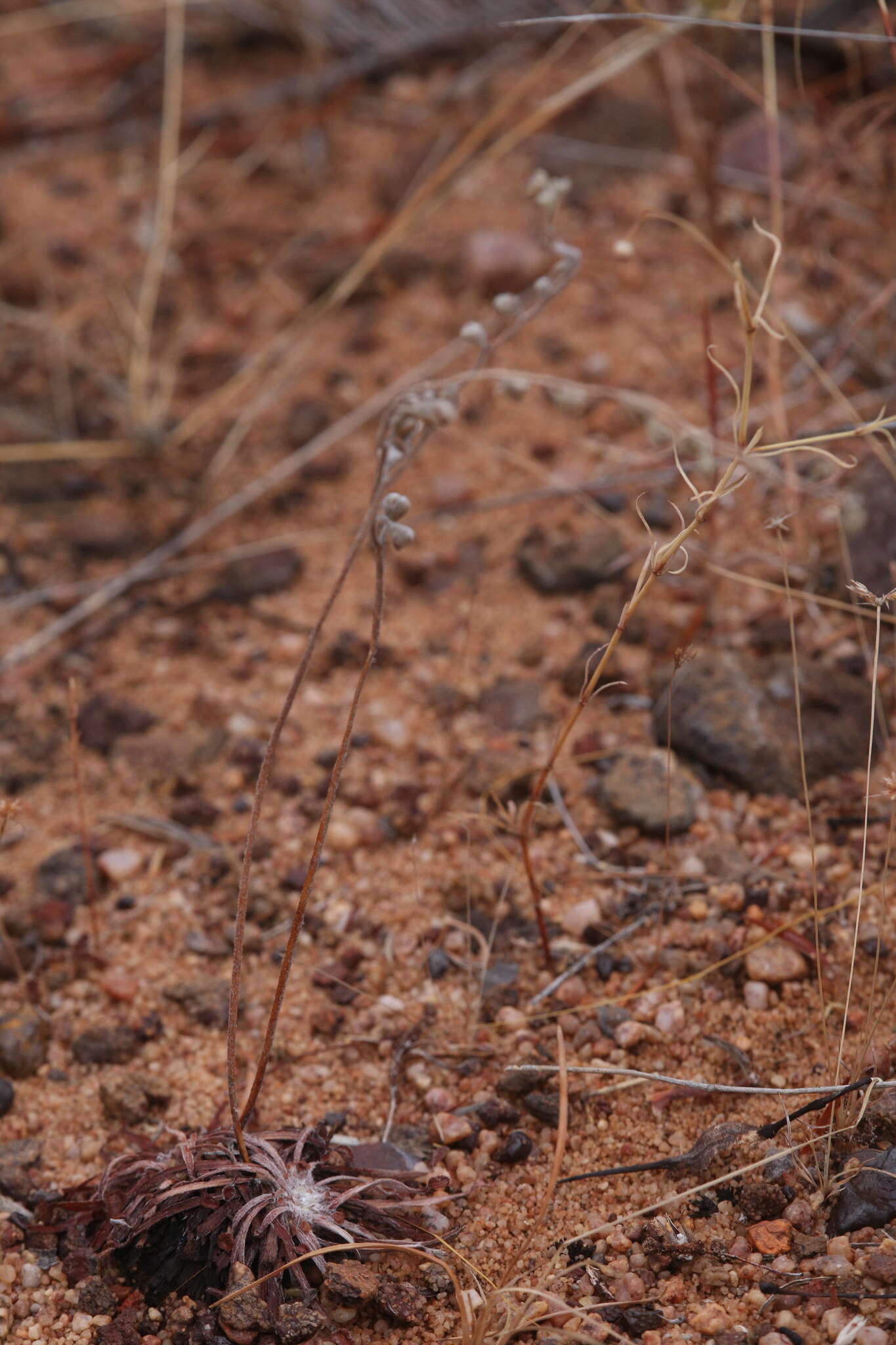 Image of Drosera dilatatopetiolaris Kondo