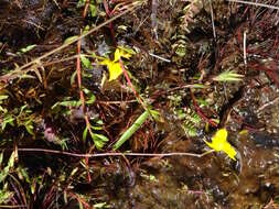 Image of Utricularia prehensilis E. Mey.