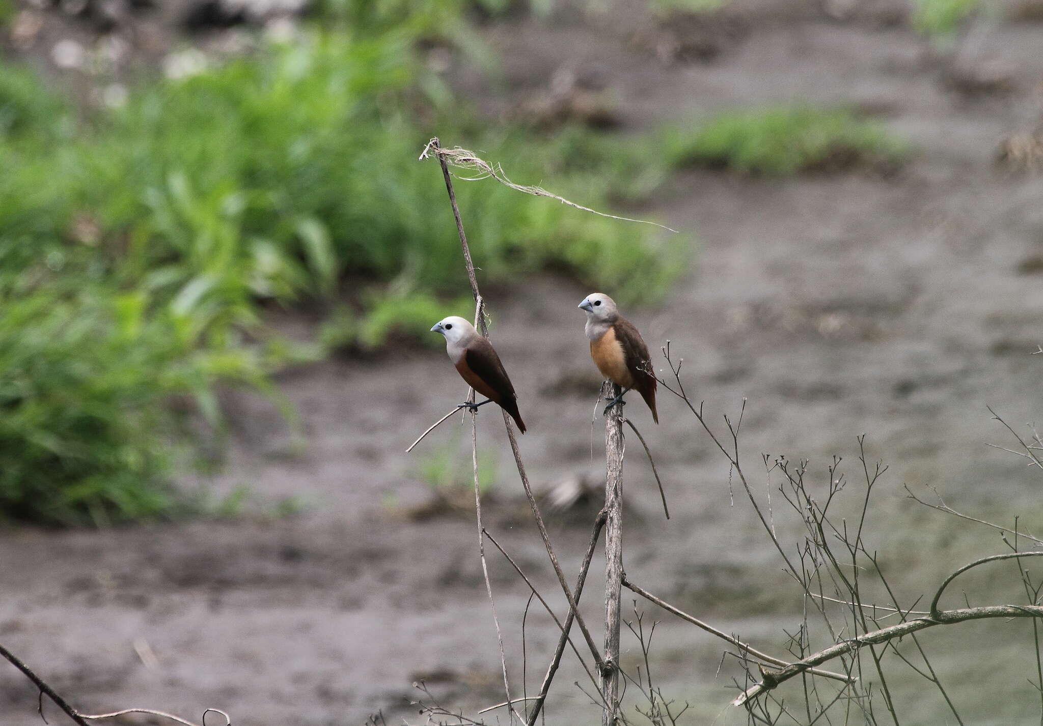 Image of Pale-headed Munia