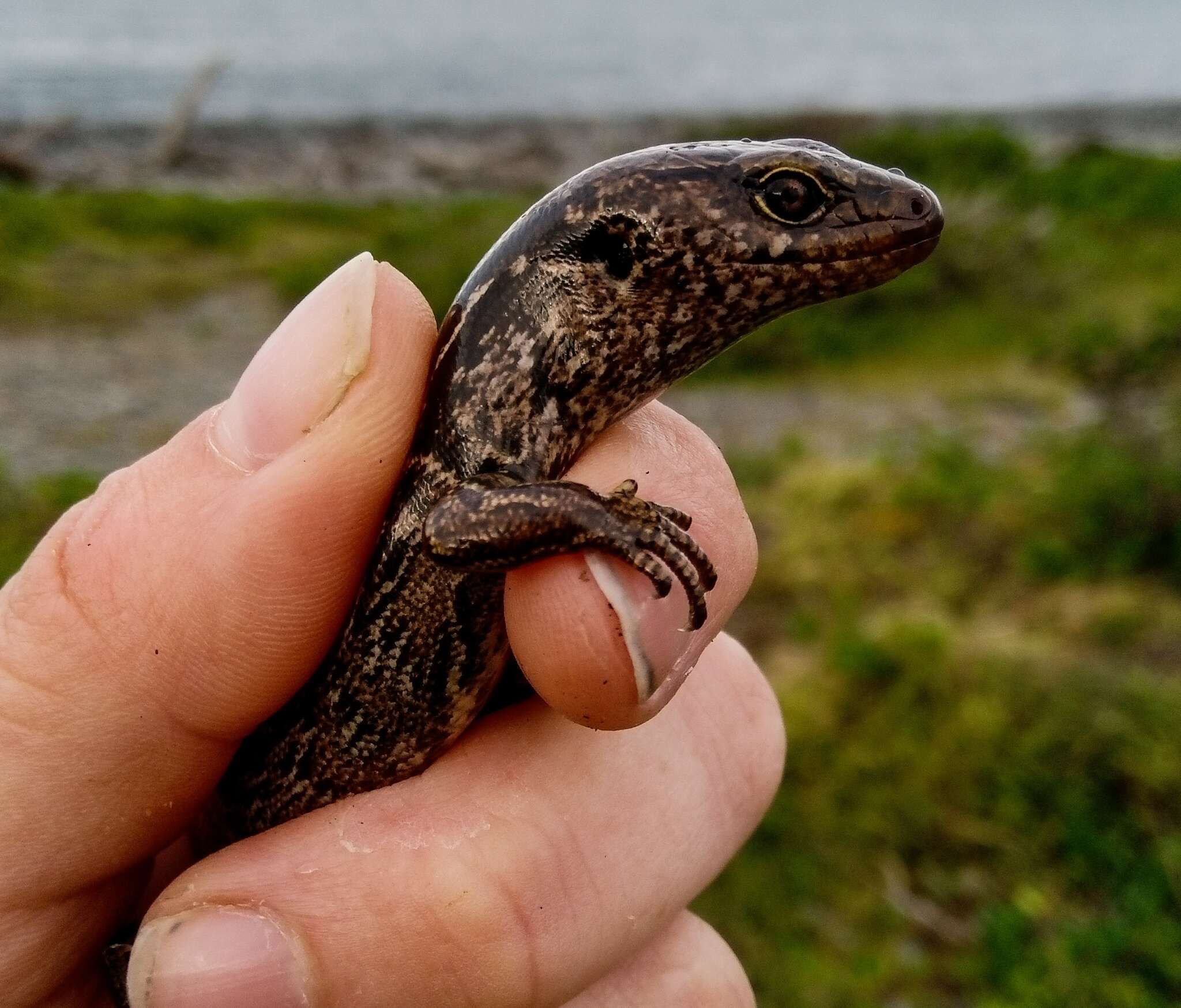 Image of MacGregor's New Zealand Skink