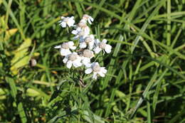 Achillea ptarmica subsp. macrocephala (Rupr.) Heimerl resmi