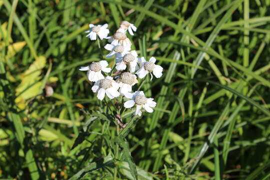 Слика од Achillea ptarmica subsp. macrocephala (Rupr.) Heimerl