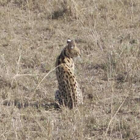 صورة Leptailurus serval lipostictus (Pocock 1907)