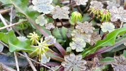 Image of Marchantia polymorpha subsp. polymorpha L.