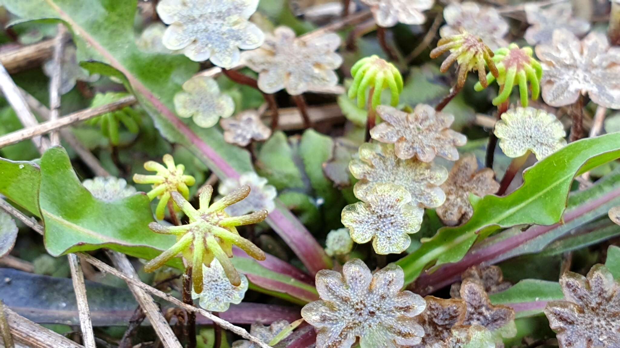 Image of Marchantia polymorpha subsp. polymorpha L.