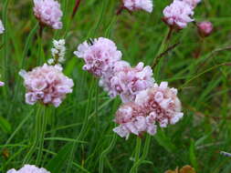 Imagem de Armeria maritima (Mill.) Willd.