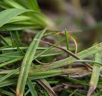 Image of Torrey's Sedge