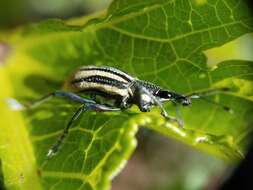 صورة Diaprepes abbreviatus (Linnaeus 1758)