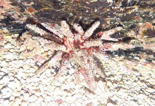 Image of blade-tipped tiara-urchin