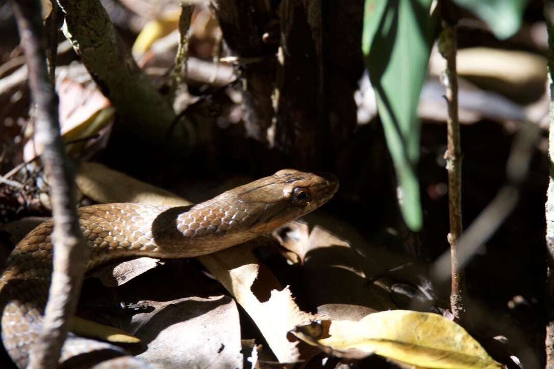 Image of Bahamian Racer