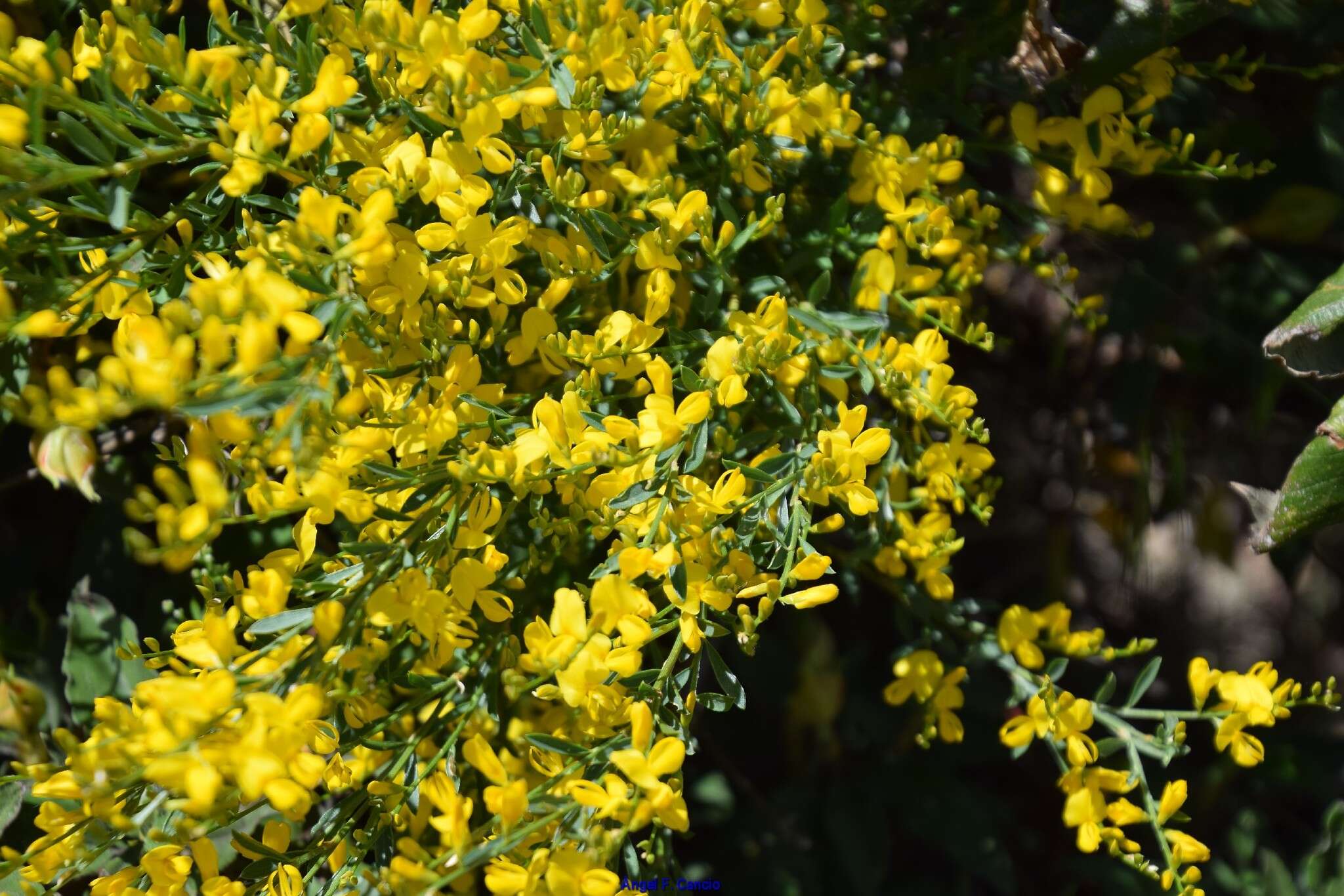 Image of Genista florida L.