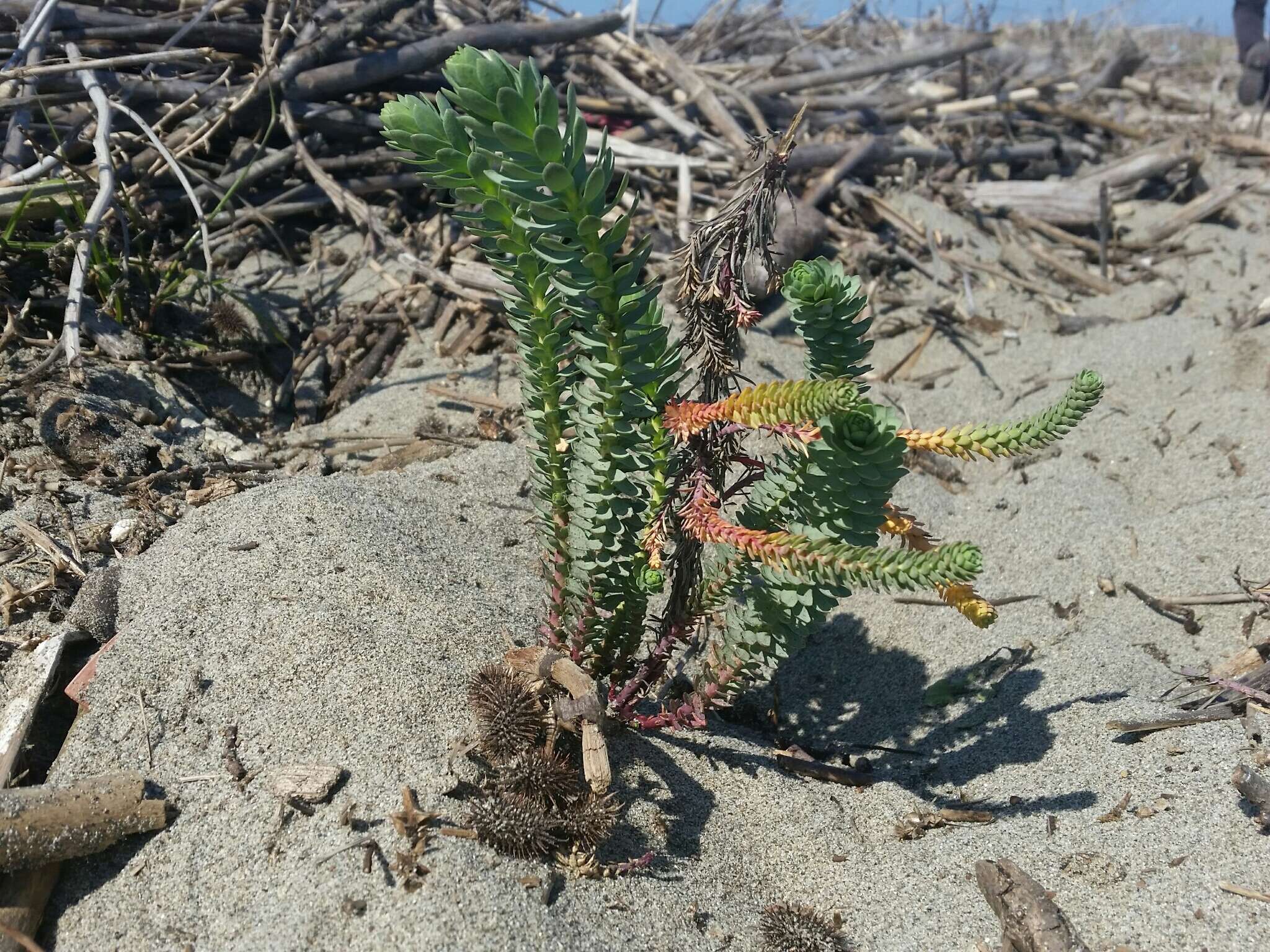 Image of sea spurge