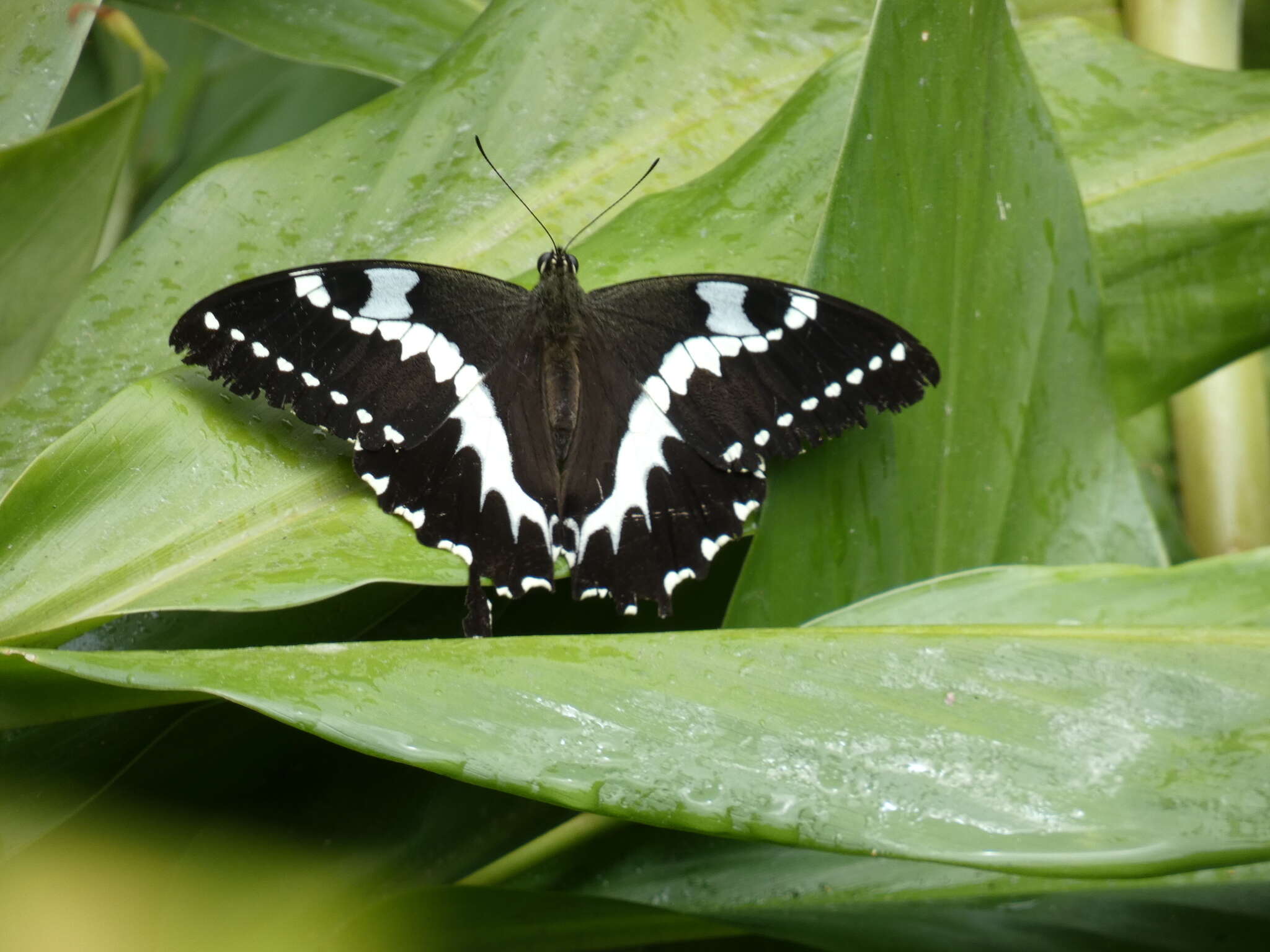 Image of Papilio delalandei Godart (1824)