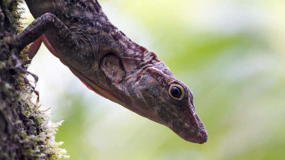 Image de Anolis insignis Cope 1871