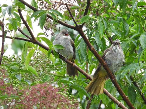 Image of Cinereous Bulbul