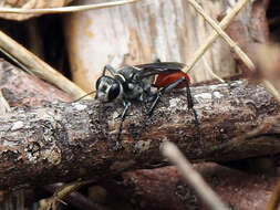 Image of Mud dauber