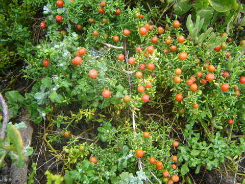 Image de Chironia baccifera L.