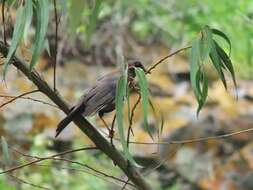 Turdus chiguanco d'Orbigny & Lafresnaye 1837 resmi