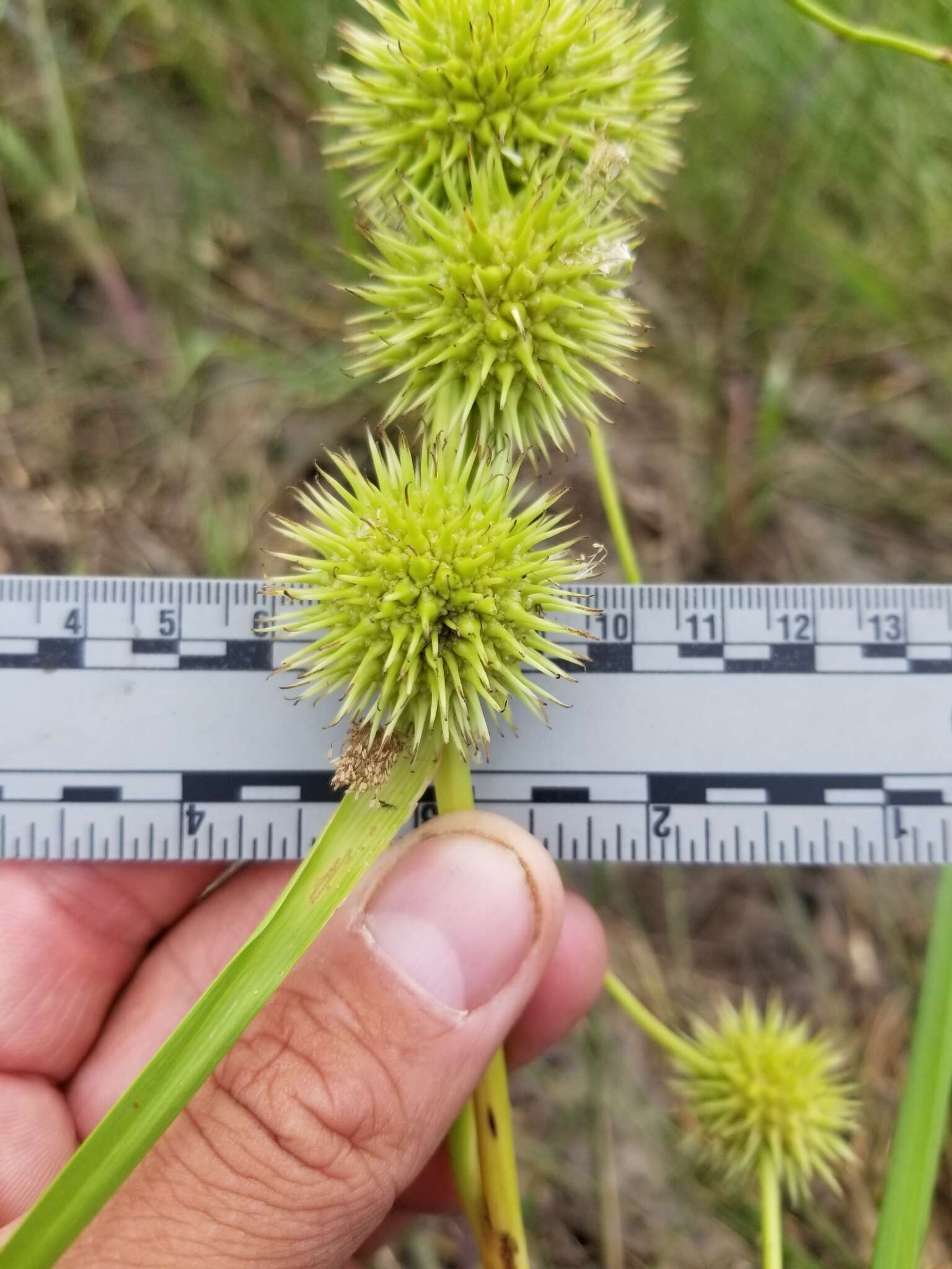 Image of Branched Burr-Reed