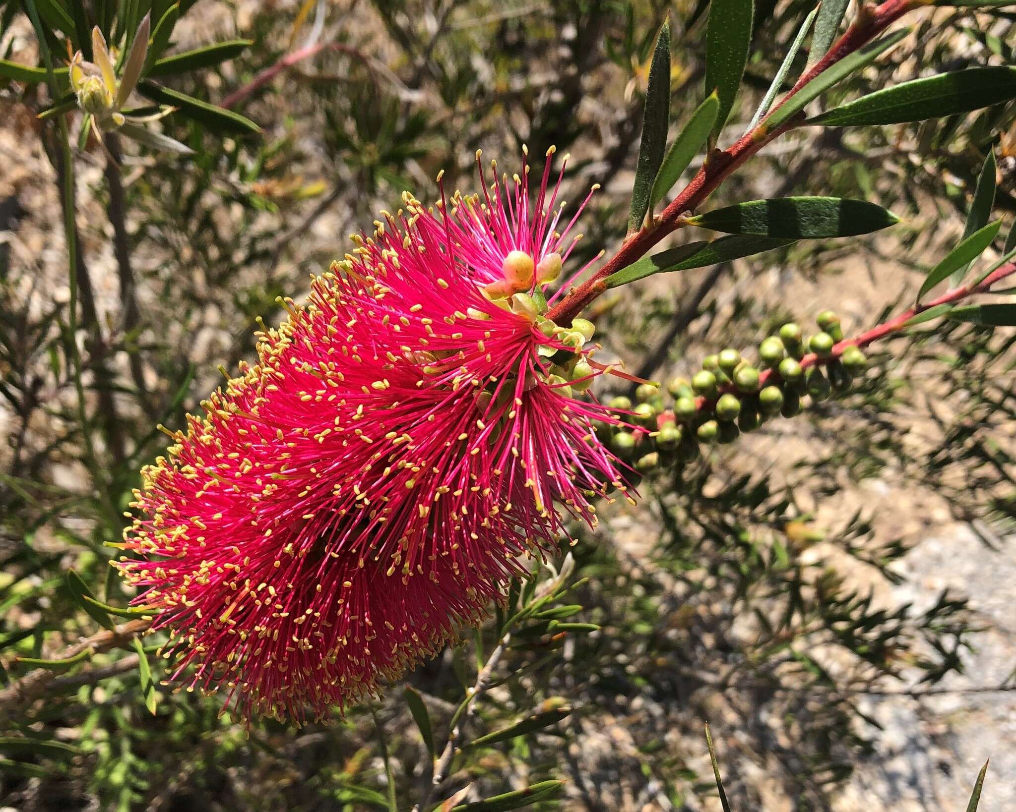 Image of scarlet bottlebrush